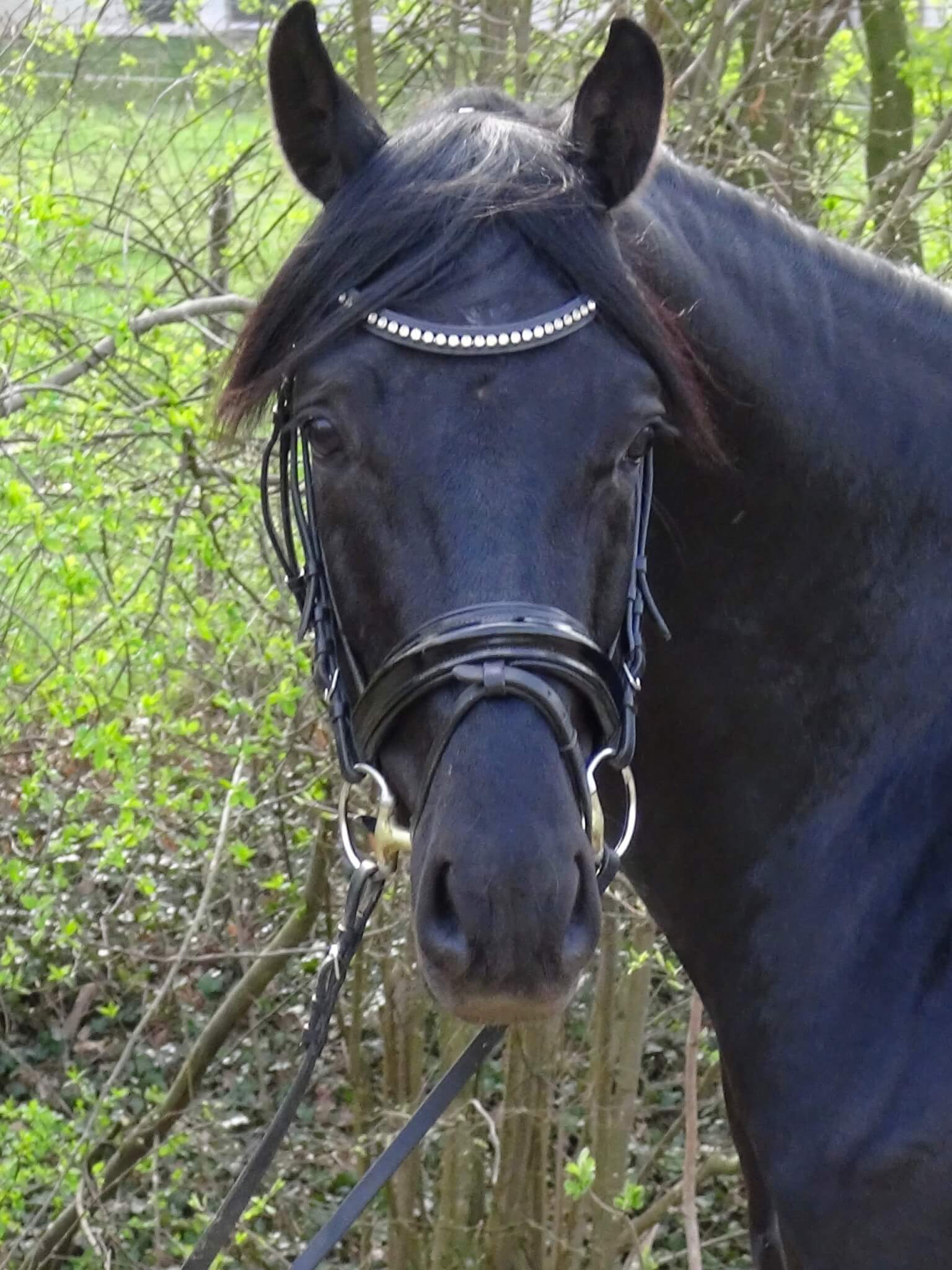 Otto_Portrait