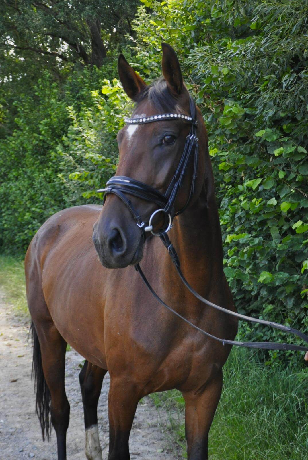 Carlotta